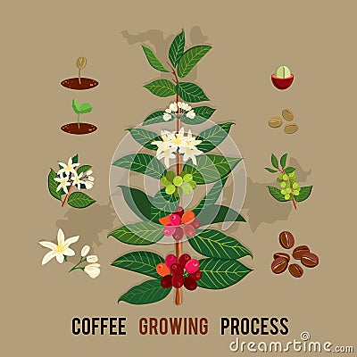 Colorful illustration of a coffee branch Vector Illustration