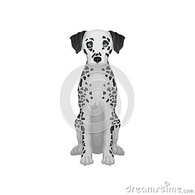 Adorable dalmatian dog with blue eyes and black round spots on body. Detailed flat vector design for promo poster flyer Vector Illustration