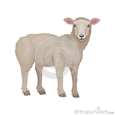 Detailed flat vector design of young lamb, side view. Sheep with beige wool coat. Domestic animal. Livestock farming Vector Illustration