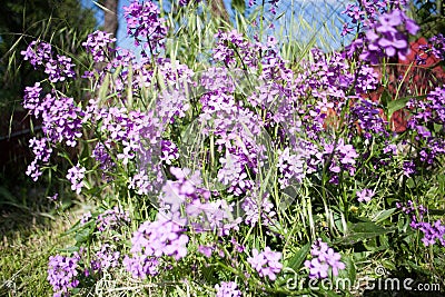 Colorful image wild flowers of clover in a meadow Stock Photo