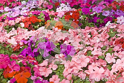 Colorful Impatiens Flowers Stock Photo