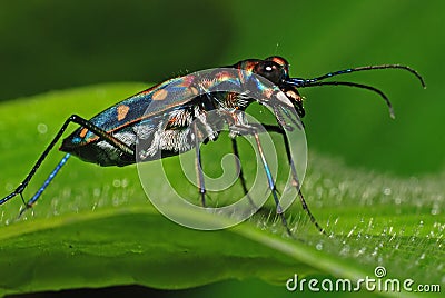 Colorful insect in the park Stock Photo