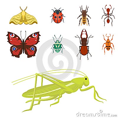 Colorful insects icons isolated wildlife wing detail summer bugs wild vector illustration Vector Illustration