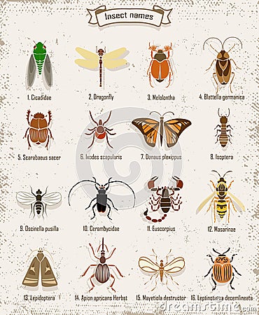 Colorful Insects Icons Set Vector Illustration