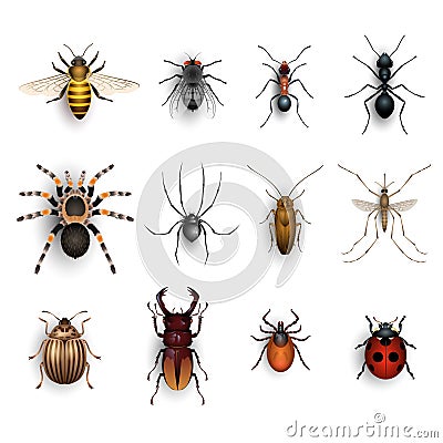 Colorful insects set Stock Photo