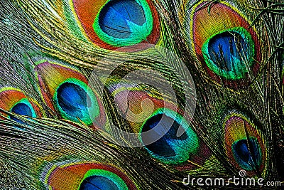 Colorful and Iridescent Peacock Feathers Stock Photo