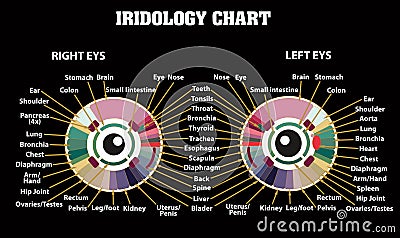 Discover Your Body's Hidden Needs with Our Stunning Colorful Vector Iridology Chart! Vector Illustration