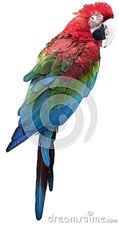 Colorful isolated parrot. Stock Photo