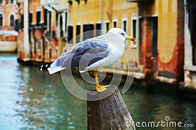 Colorful isolated seagull in Venice, Italy Stock Photo