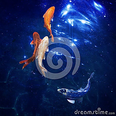 Colorful japanese koi carps swim in pond close up, goldfishes dive in blue shining water, beautiful tropical golden fishes in sea Cartoon Illustration