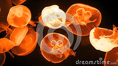 Colorful jellyfish light passes through the water creating the effect Stock Photo