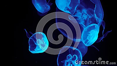 Colorful jellyfish light passes through the water creating the effect Stock Photo