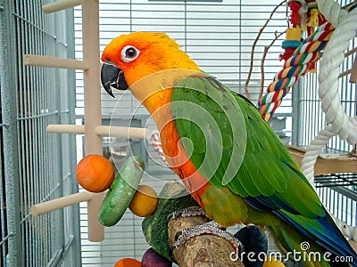 Colorful Jenday Conure parrot. Pet in cage. Stock Photo