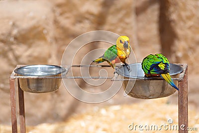 A colorful jenday conure sitting on a tree branch. Stock Photo