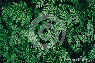 Colorful juicy background with green leaves like fern leaves Stock Photo