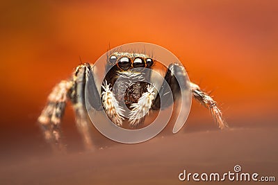 High magnification of a colorful and small jumping spider against soft orange background Stock Photo