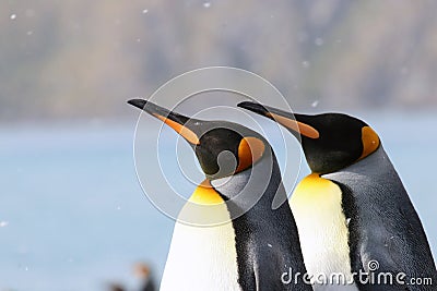 Colorful King Penguins duo in the snow Stock Photo