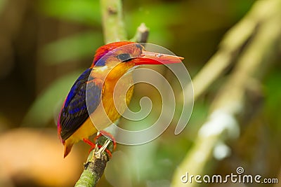 Colorful Kingfisher bird, Stock Photo