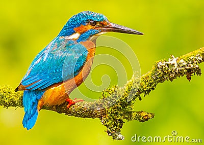 Colorful Kingfisher bird on mossy branch Stock Photo