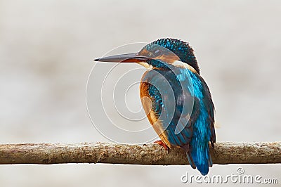 Colorful kingfisher perched on a branch Stock Photo