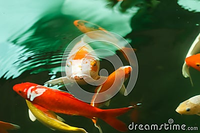 Colorful koi fish feeding Stock Photo