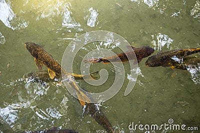 Colorful koi fish in the lak Stock Photo