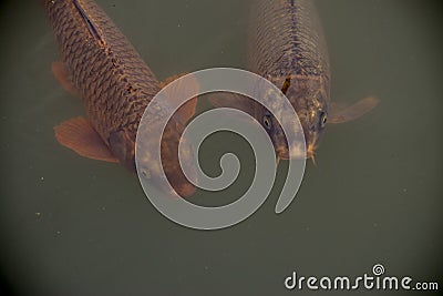 Colorful koi fish in the lake Stock Photo