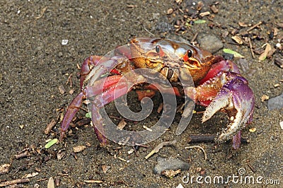The colorful land crab Gecarcinus quadratus, also known as the halloween crab, crawls along a beach in Costa Rica. Stock Photo