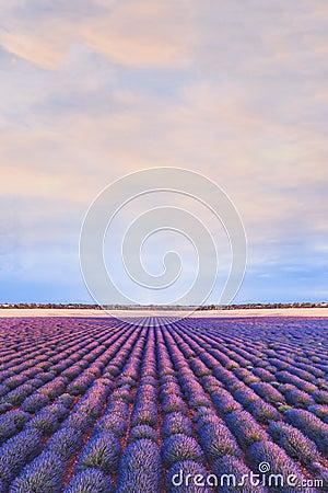 Colorful landscape, lavender field in Provence, France, beautiful nature Stock Photo