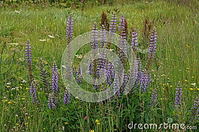 Colorful landscape view on an aggregation of blue flowering large-leaved lupines, Lupinus polyphyllus Stock Photo