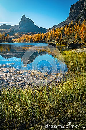 Colorful larch forest on the shore of the lake Federa Stock Photo