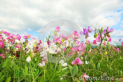 Colorful Lathyrus Stock Photo