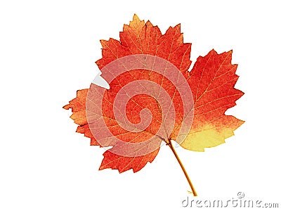 Colorful leaf Stock Photo