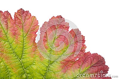 Colorful leaf closeup Stock Photo