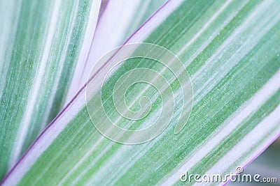 Colorful leaf macro. Stock Photo