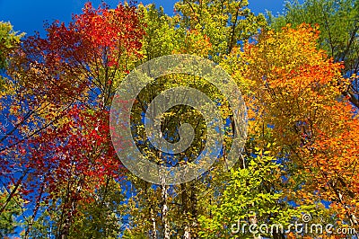 Colorful Leaves in Autumn Stock Photo