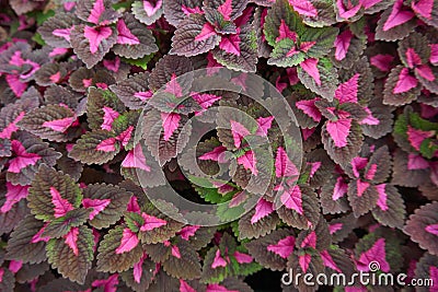 Colorful leaves, Coleus mix or flame nettle Stock Photo