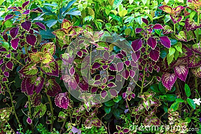 Colorful leaves pattern,leaf coleus or painted nettle in the garden Stock Photo