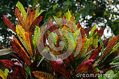 The colorful leaves of a Petra Croton plant. Stock Photo