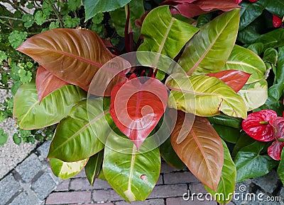 The colorful leaves of Philodendron Prince of Orange, a popular tropical indoor plant Stock Photo