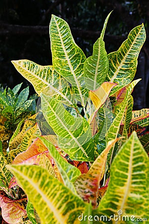 Colorful leaves Stock Photo