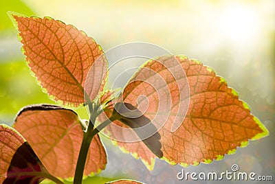 Colorful Leaves and Sun Light Stock Photo