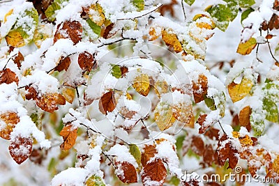 Colorful leaves of the trees from mountain forest are covered with snow at the beginning of winter. Stock Photo