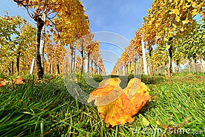 Colorful leaves in vineyard in autumn Stock Photo