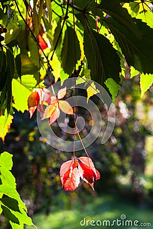Colorful leaves of Virginia creeper in autumn Stock Photo