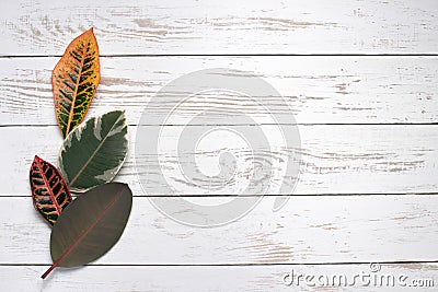 Colorful leaves on white wood background Stock Photo