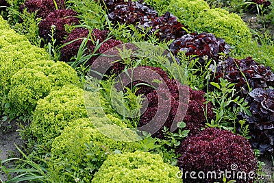 Colorful lettuce mix Stock Photo