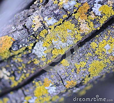 Colorful Lichen Stock Photo