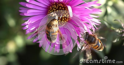 Colorful lilac aster alpinus flowers growing and blooming on a autumn sunny day, bees and butterflies flying around stock video Colorful lilac aster alpinus flowers growing and blooming on a autumn sunny day, bees and butterflies flying around stock video