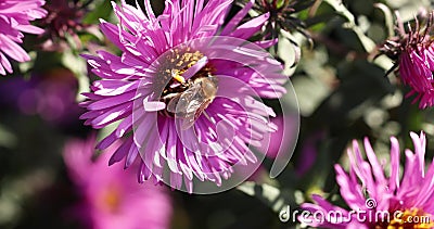 Colorful lilac aster alpinus flowers growing and blooming on a autumn sunny day, bees and butterflies flying around stock video Colorful lilac aster alpinus flowers growing and blooming on a autumn sunny day, bees and butterflies flying around stock video